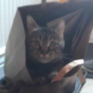 Meet your Posher, Violet